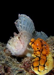 White Leaf fish and a yellow ascidian squirty thing... E9... by Alex Tattersall 